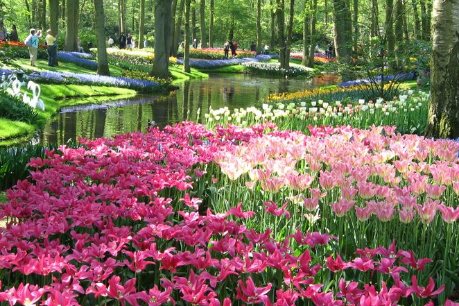 Keukenhof – ogród pełen kwiatów