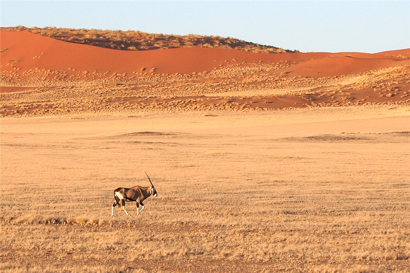 Safari współcześnie