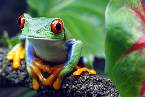 Plaża Czerwonej Żaby