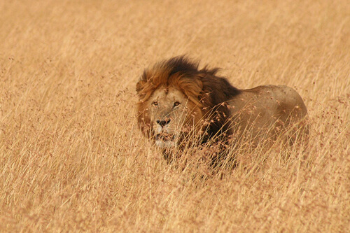 Król Lew – Safari w Kenii i Tanzanii