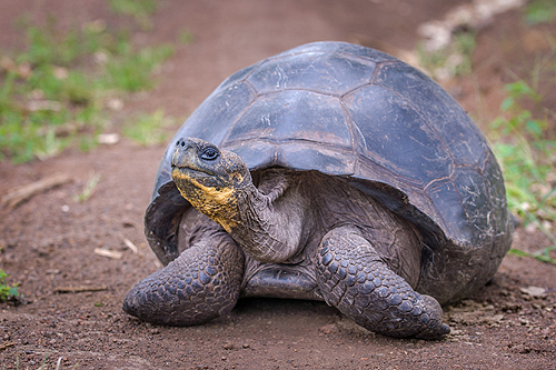 Ekwador – Galapagos