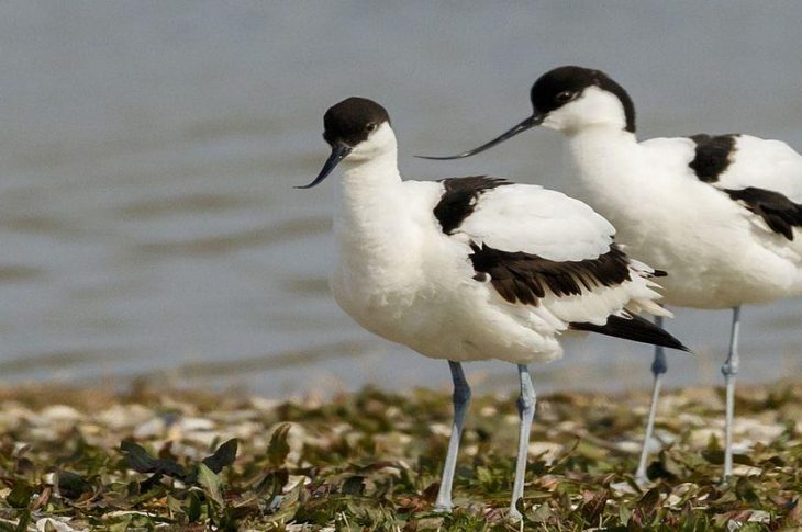 Ptasie perły Niderlandów