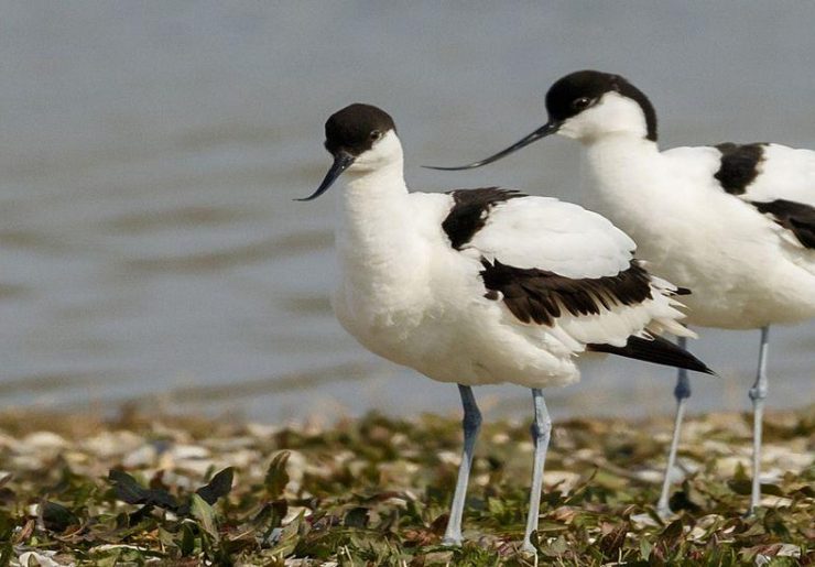 Ptasie perły Niderlandów