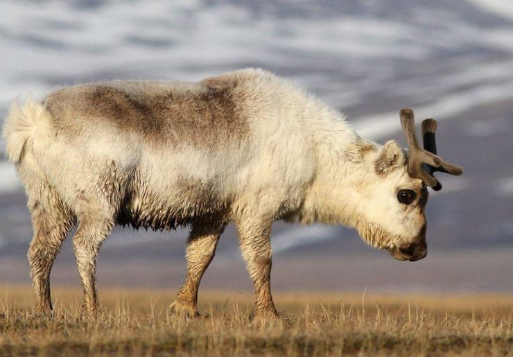 Spitsbergen – wiosna w Arktyce